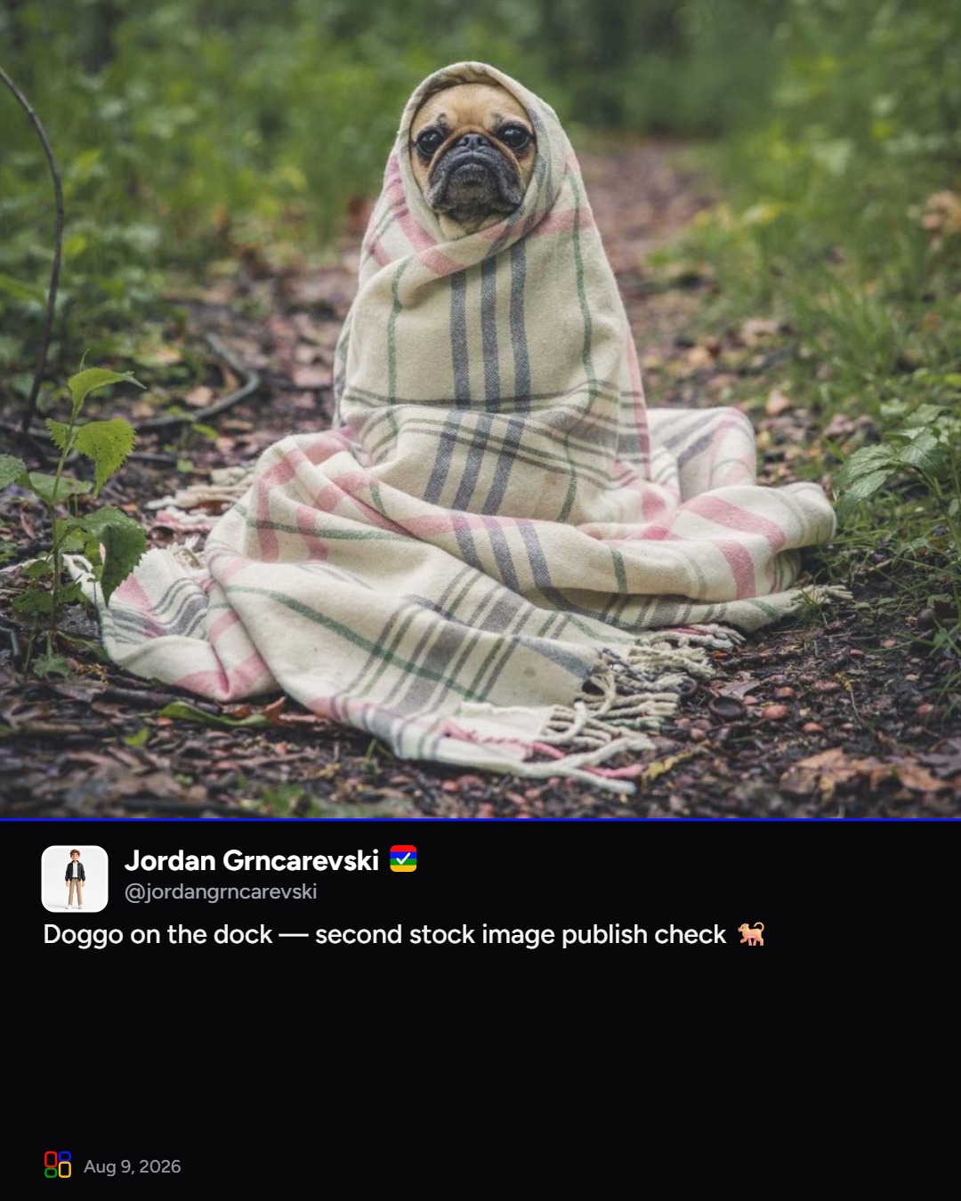 Jordan Grncarevski on Blip: Doggo on the dock — second stock image publish check 🐕